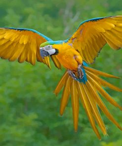 Blue And Yellow Macaw Bird Flying paint by numbers