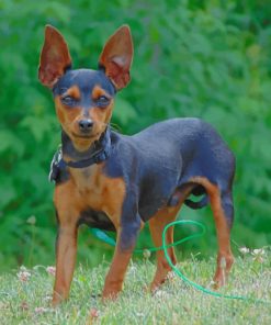 Brown And Black Miniature Pinscher Dog paint by numbers