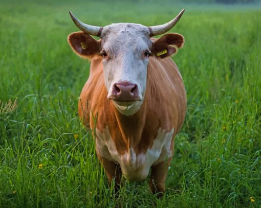 Brown And White Cattle Cow paint by numbers