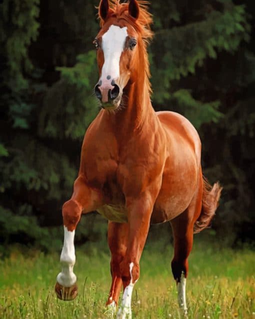 Brown Chestnut Horse paint by numbers