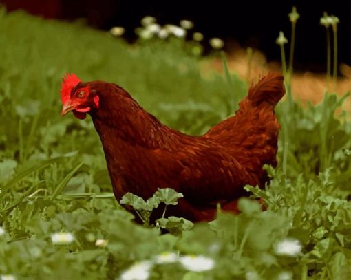 Brown Chicken In Grass Field paint by numbers