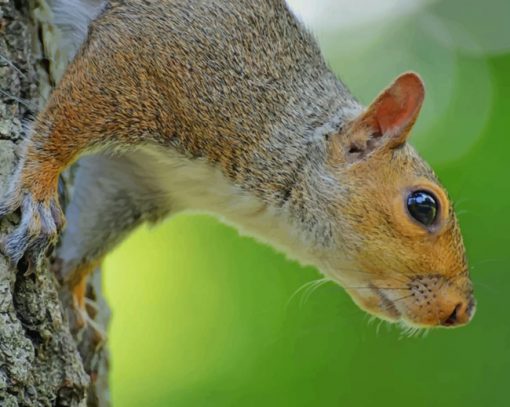 Brown Squirrel On Tree Trunk paint by numbers