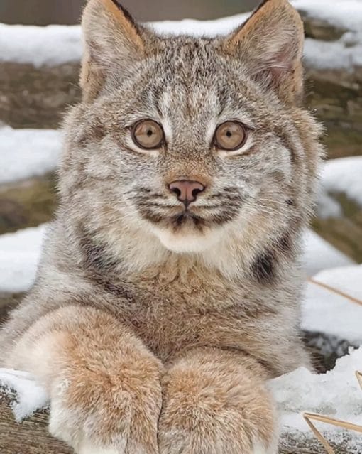 Canadian Lynx Kitten paint by numbers