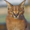 Caracal Cat paint by numbers