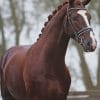 Chestnut Warmblood Horse paint by numbers