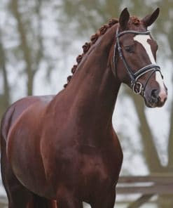 Chestnut Warmblood Horse paint by numbers