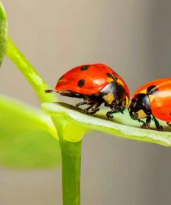Couple Ladybugs On Green Leaf paint by numbers