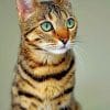 Cute Bengal Cat paint by numbers