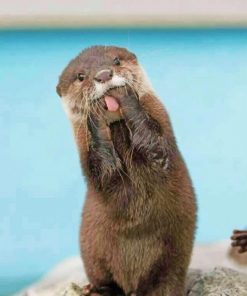 Cute Otter paint by numbers