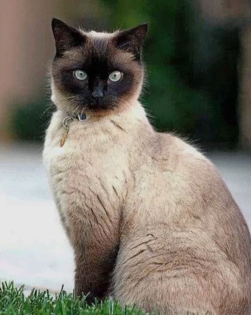 Cute store siamese cat