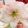 Elvas Amaryllis paint by numbers