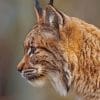 Eurasian Lynx Cat Portrait paint by numbers