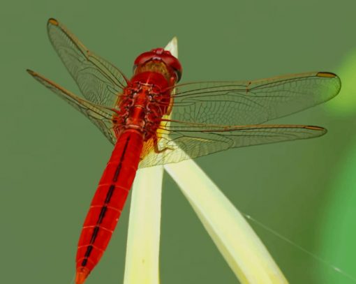 Flame Skimmer Perching On Plant paint by numbers