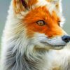 Fox Portrait paint by numbers