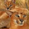 Funny Caracal Cats paint by numbers