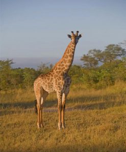 Giraffe On Safari paint by numbers