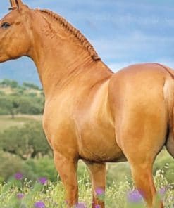 Golden Lusitano Horse paint by numbers