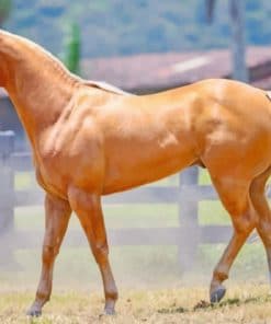 Golden Palomino Quarter Horse paint by numbers