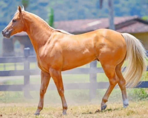 Golden Palomino Quarter Horse paint by numbers
