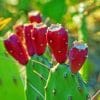 Red Cactus Fruit paint by numbers