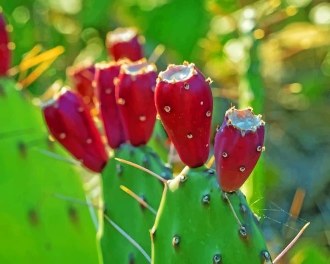 Red Cactus Fruit paint by numbers