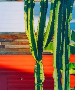 Sunny Green Cactus paint by numbers