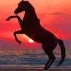 Horse Silhouette In The Beach paint by numbers