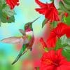 Humming Bird paint by numbers