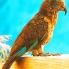 Kea Parrot Bird paint by numbers