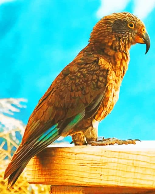 Kea Parrot Bird paint by numbers