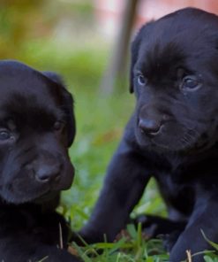 Labrador Dog Puppies paint by numbers