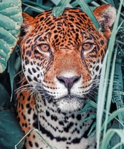 Leopard Animal paint by numbers