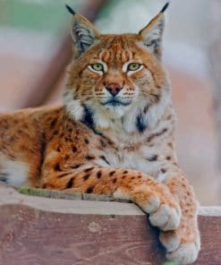 Lynx Cat Withgreen paint by numbers