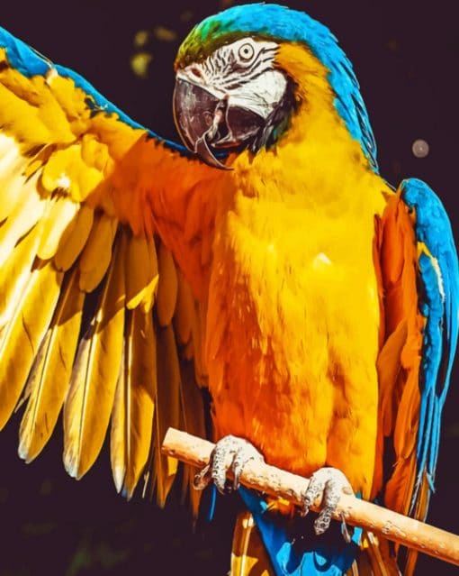 Macaw Parrot paint by numbers