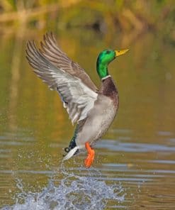Mallard Flying paint by numbers
