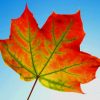 Maple Leaf Fall Frame paint by numbers