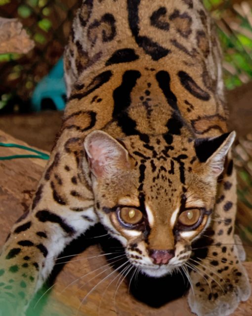 Margay Cat paint by numbers
