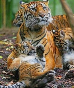 Mommy Tiger And Babies paint by numbers