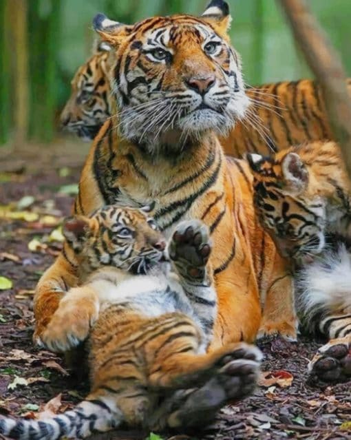 Mommy Tiger And Babies paint by numbers