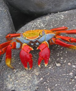 Orange And Red Crab paint by numbers