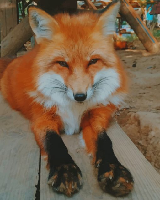 Orange Fox paint by numbers