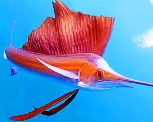 Pacific Sailfish In Thailand Ocean paint by numbers
