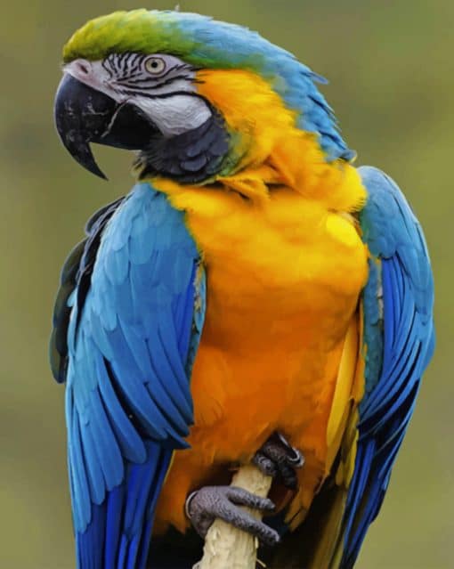 Parrot Bird paint by numbers