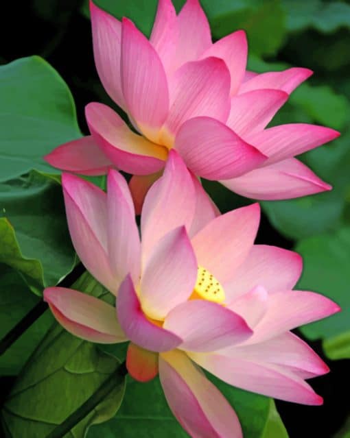 Pink Lotus Flowers paint by numbers