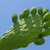 Prickly Pear Cactus Plants paint by numbers