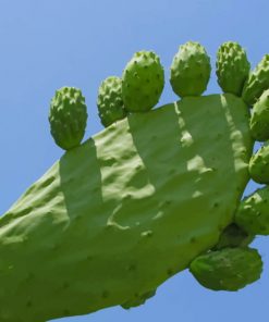 Prickly Pear Cactus Plants paint by numbers