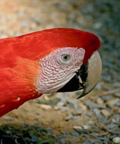 Red And White Parrot paint by numbers