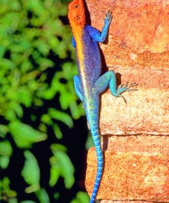 Red Headed Rock Agama paint by numbers