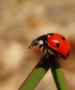 Red Little Ladybug On Green Leaf paint by numbers