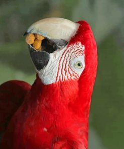 Red Macaw Parrot Bird paint by numbers